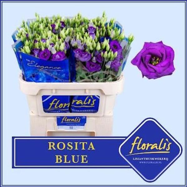 Lysianthus, blau -1 Stiel